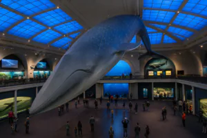 what-to-see-in-ny-city